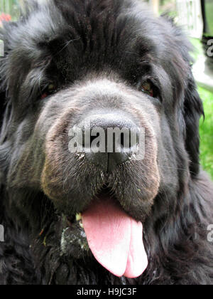 Portrait de chien de Terre-Neuve Banque D'Images