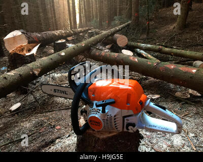 Avec la scie à chaîne de 30 mètres les arbres conifères abattus réduire les cours de tronçonneuse en foresterie Wales UK Banque D'Images