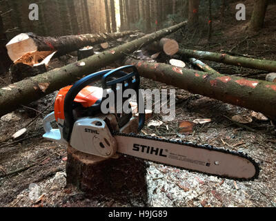Avec la scie à chaîne de 30 mètres les arbres conifères abattus réduire les cours de tronçonneuse en foresterie Wales UK Banque D'Images
