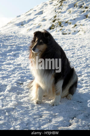 Rugueux Collie, assis dans la neige, sur les collines de Malvern, Worcestershire, Angleterre, Royaume-Uni. Banque D'Images