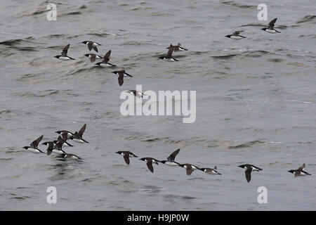 Troupeau de guillemots de Brünnich guillemot de Brünnich / (Uria lomvia) survolant la mer, Svalbard, Norvège Spitzberg / Banque D'Images