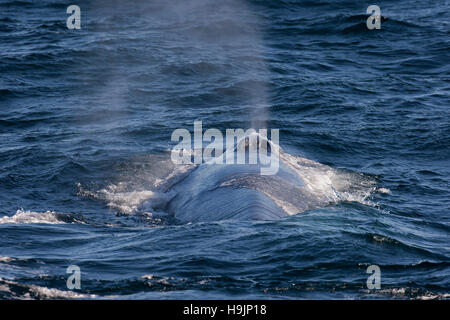 Rorqual bleu (Balaenoptera musculus) à la surface pour respirer et montrant blow causé par l'expulsion du mucus et de l'air par l'évent Banque D'Images