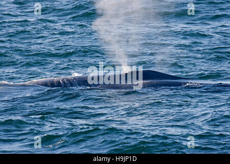 Rorqual bleu (Balaenoptera musculus) à la surface pour respirer et montrant blow causé par l'expulsion du mucus et de l'air par l'évent Banque D'Images