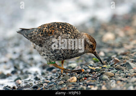 Le phoque annelé bécasseau violet (Calidris maritima) qui se nourrissent de plage de galets au printemps en France / Spitsbergen, Norvège Banque D'Images