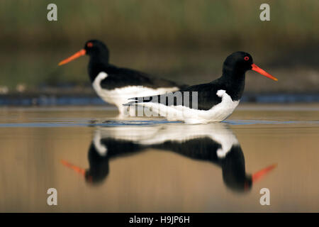 Deux d'eurasie / pied oystercatcher huîtrier commun (Haematopus ostralegus) se nourrissent dans les eaux peu profondes de l'étang dans des milieux humides Banque D'Images