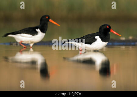 Deux d'eurasie / pied oystercatcher huîtrier commun (Haematopus ostralegus) se nourrissent dans les eaux peu profondes de l'étang dans des milieux humides Banque D'Images