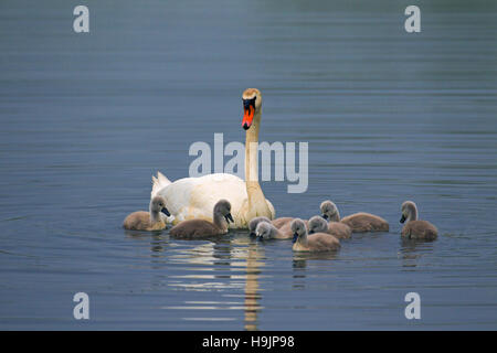 Mute swan (Cygnus olor) avec de jeunes / alimentation cygnets dans le lac au printemps Banque D'Images