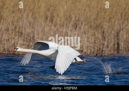 Mute swan (Cygnus olor) hommes décollant de lake au printemps Banque D'Images