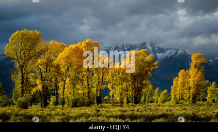 L'automne dans la vallée de la rivière Gros Ventre Banque D'Images