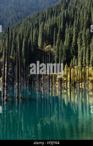 Épinettes à Asie Lac turquoise Kaindy Kazakhstan à l'automne Banque D'Images