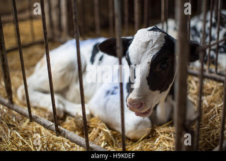 Veau couché dans la paille à la ferme Banque D'Images