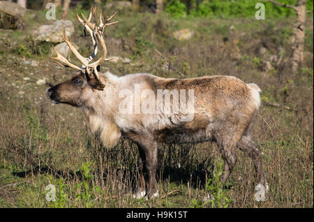 Une femelle Caribou des bois. Banque D'Images