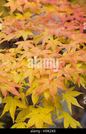 Acer palmatum 'Shigure zome' feuilles à l'automne. Banque D'Images