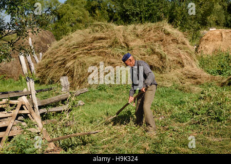 L'homme à l'aide d'une faux kazakh de tondre le gazon avec des piles de foin dans village retournerais sans hésiter Kazakhstan Banque D'Images