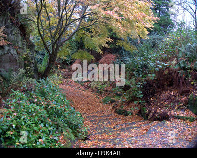 Le Fossile Grove est situé à l'intérieur de Victoria Park, Glasgow, Ecosse. Il a été découvert en 1887 Banque D'Images