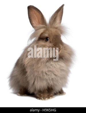 Un mignon assis couleur chocolat lapin lionhead Banque D'Images