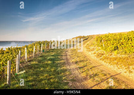 Vignobles dans les collines au-dessus de Sancerre en France. Banque D'Images