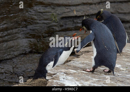 Gorfous sauteurs se quereller Banque D'Images