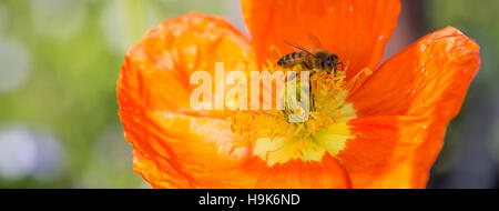 Abeille (Apis) sur la glace le pavot (Papaver nudicaule) Flower Banque D'Images