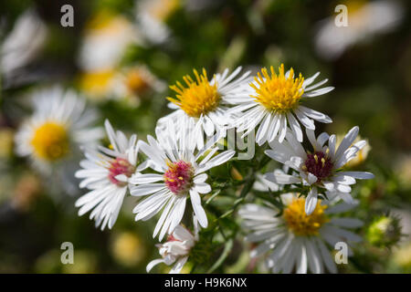 Fleurs blanc heath (Symphyotrichum ericoides Aster) fleurissent dans un champ, Indiana, United States Banque D'Images