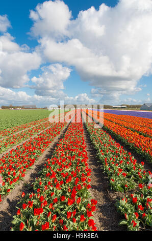 Interminables rangées de fleurs tulipes rouges dans un paysage hollandais agricole Banque D'Images