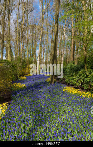 Belle purple muscari dans le célèbre Keukenhof jardins de tulipes aux Pays-Bas Banque D'Images