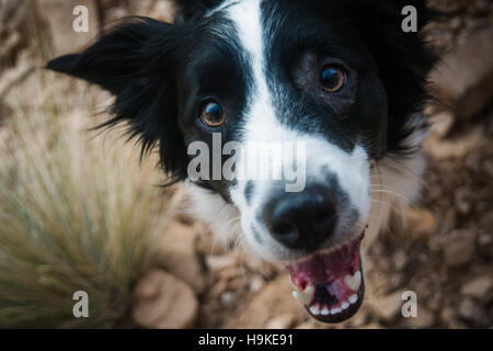 Un border collie sourit pour la caméra dans le désert. Banque D'Images