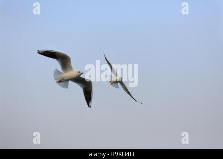 Une Mouette vole dans le ciel Banque D'Images