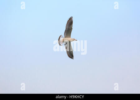 Une Mouette vole dans le ciel Banque D'Images