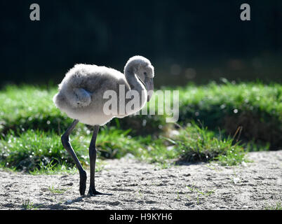 Flamant rose (Phoenicopterus roseus), juvénile, Poussin, l'âge de quatre semaines, captive Banque D'Images