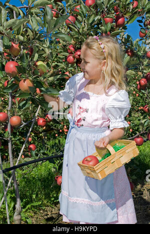 Young Girl picking apples Banque D'Images