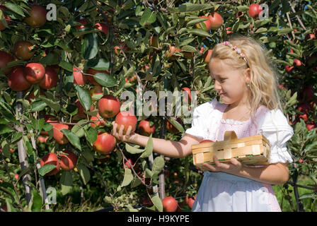 Young Girl picking apples Banque D'Images