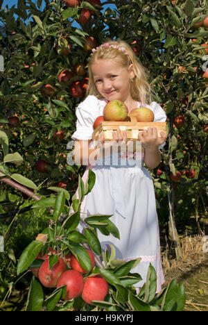 Petite fille la récolte des pommes Banque D'Images