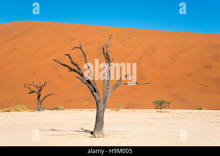 Dead camel ou girafe thorn (Acacia erioloba) arbres en face des dunes de sable, Dead Vlei, Sossusvlei, Désert du Namib Banque D'Images