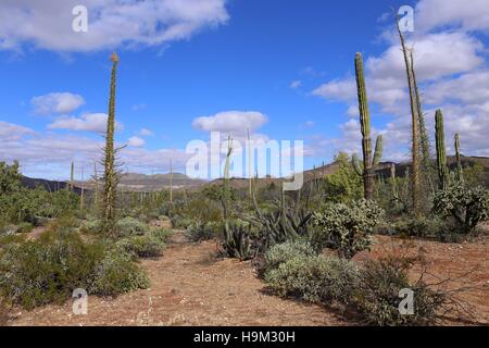 Les champs de cactus au Mexique, Basse Californie Banque D'Images