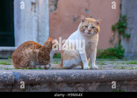 La ville de Corfou, sur l'île de Corfou, Grèce Banque D'Images