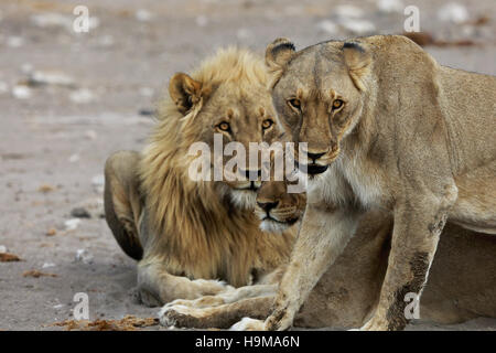 Un groupe de Lions dans le parc d'Etosha, Namibie Banque D'Images