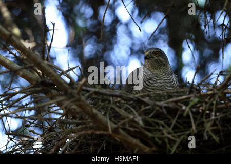 Fauve / Sperber ( Accipiter nisus ), adulte de sexe féminin, de reproduction, de nidification, assis dans sa face cachée, regardant attentivement autour d'aigle. Banque D'Images