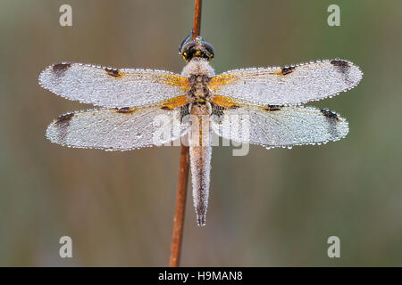 Spotted chaser avec gouttes de rosée sur la Banque D'Images