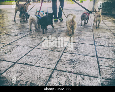 Professional Dog walker avec une bande de chiens dans la vieille ville de Séville, Espagne Banque D'Images