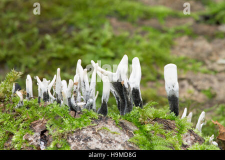 Le tabac à priser-bougie champignon, Xylaria hypoxylon. Sussex, UK. Octobre Banque D'Images