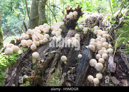 Vesse-de-loup en forme de poire ou des souches Puffball (Lycoperdon pyriforme) Octobre UK. De plus en plus nombreux dans un massif sur une vieille souche. Banque D'Images