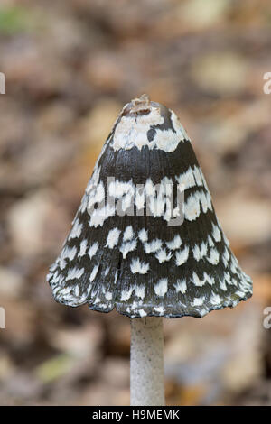 Inkcap Magpie Magpie, ou champignon, Coprinuopsis picacea, Sussex, UK. Octobre Banque D'Images