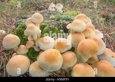 Touffe de soufre champignon, Hypholoma fasciculare, sur le bouleau verruqueux stump, Sussex, UK, octobre Banque D'Images