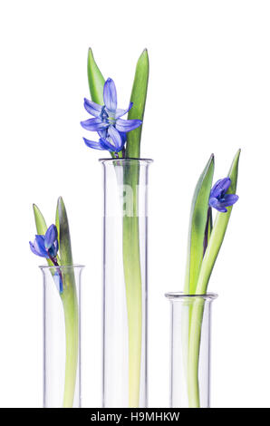 Trois fleurs jacinthes dans un tube à essai isolé sur fond blanc. Expérience scientifique. Snowdrop bleu fleurs dans un vase en verre. Still Life printemps Banque D'Images