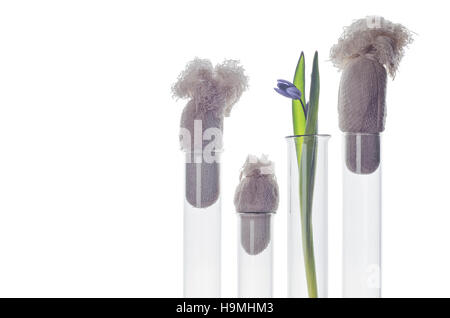 La fleur (jacinthes) dans un tube à essai isolé sur fond blanc. Expérience scientifique. Snowdrop bleu fleurs dans un vase en verre. Still Life printemps Banque D'Images