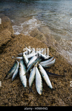 Matières premières fraîches sardines sur la plage close up Banque D'Images