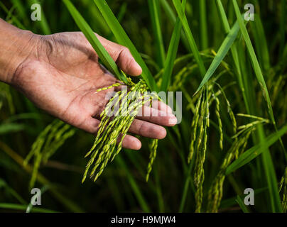 L'agriculture, la vieille main tendrement touchant un jeune du riz dans la rizière,tendrement la main de toucher un jeune du riz dans la rizière Banque D'Images