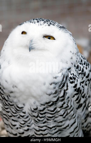 Snowy Owl Bubo scandiacus Close up Banque D'Images