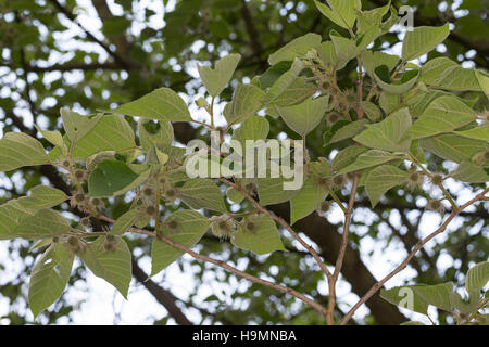 Papiermaulbeerbaum Papier-Maulbeerbaum Papiermaulbeere,,, Japanischer Papierbaum, Broussonetia papyrifera, Morus papyrifera, mûrier à papier, le tapa clot Banque D'Images